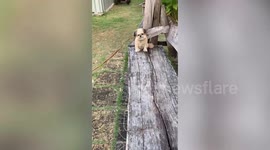 Pet dog looks so crestfallen it will melt your heart