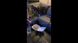 Fish are friends not food! Dog reacts funny towards owner eating fish tacos for dinner
