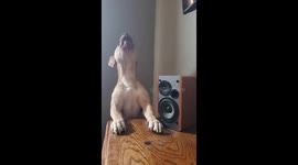 Pitbull singing to a rap song its the only one he sings to the song is called grass valley by money man