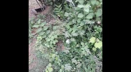 Beautiful butterfly collection honey in garden in Odisha .Lots of Butterfly Flying in Flowers Garden