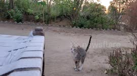 Cute cat jumping in slow motion in Odisha . Amazing Slow Motion Cat