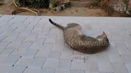 Funny pet Cat playing on the wooden bed in India . animal life