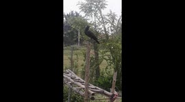 Crow And mynah Birds Eating Termite bug After rain in India .
