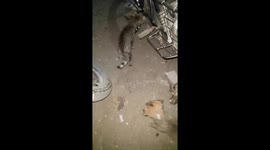 Funny dog and Cute Kittens Playing night in India . Funniest Dogs And Cats