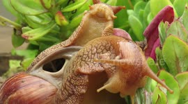 Close-up footage shows alien-like body features of the world's largest land snail