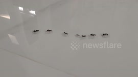 Ants Walking in Line Together with Friends