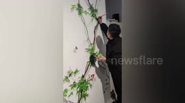 Artist draws incredible 3D painting making it seem as if vines are creeping up wall