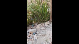 King Cobra facts . Looking for king Cobra Snakes in the Garden  Snake going in garden area in India