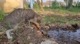 Kitten enjoying the water coming out of the plastic pipe in the garden in India
