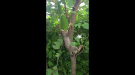 kitten went up the tree  Cat jumps from tree  funny cat in India