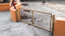 Sulcata Tortoise breaks enclosure in zoo Malaysia