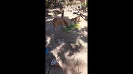 sheep & goat animal eating green grass in India . The distinction tied with thread & the goat eating the leaf