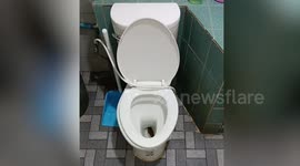 Terrified husband finds huge PYTHON rearing up from the toilet