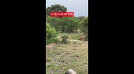 What an incredible sighting we had with leopard this morning!