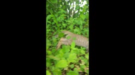 two cute kitten playing on hide and seek game at garden  in India