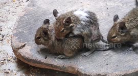 Gerbil mate in front of an unsuspected Guest