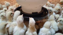 Adorable newborn chicks drinking water at Safari Farm Malaysia