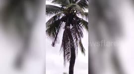 Fearless kitten climbs coconut tree but can't get back down again