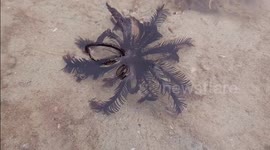 Creepy marine creature moves through shallows during low tide