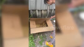 Kittens abandoned in cardboard box rescued by passing locals