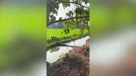 Husky gives up on canal bridge and wades through muddy water