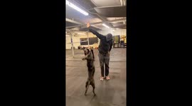 A cute dog doing amazing tricks with his owner