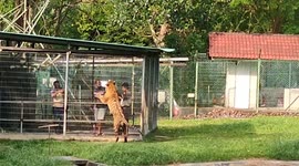 Hand feeding a huge tiger in the Malaysia