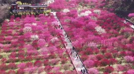 Tourists View 17,000 Plum Blossoms in Full Bloom In Shiyan, China