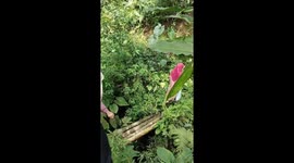 A fragile wood bridge collapsed in Langkaplancar village, Indonesia