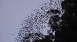 Tourist captures stream of 'millions' of bats exiting Deer Cave in Malaysia