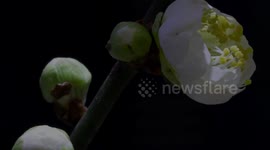 Time-lapse Video Shows The Blooming of Plum Blossoms in Chongqing, China