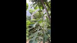 Flower falling from bridal bouquet plant