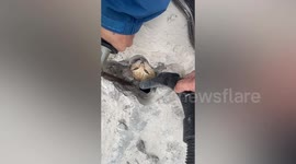 Chinese man rescues cat trapped in sewer after his poodle spots the feline