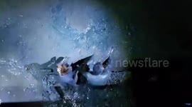 'Drunk' villager rescued after falling into muddy sea 'while finding somewhere to urinate'