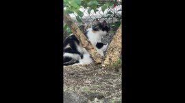 Proud moment for Good Samaritan as she finally wins the trust of stray cat & her kitten