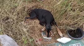 Abused Doberman saved by passing drivers after being dumped on roadside