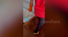 Shocked cleaners find massive colony of termites in elderly customer's seriously-infested mattress