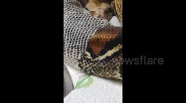 Satisfying footage shows huge snake slowly shedding its skin