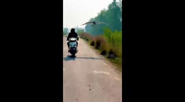 Indian man forms unlikely friendship with crane he rescued