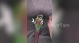 Small pet parrot loves sitting on giant rocking armchair