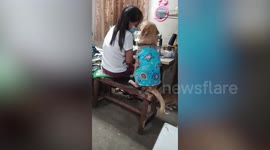 Cheeky pet dog demands head pats from busy owner working on sewing machine