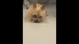 Cute dog called Foxy who looks like a teddy bear licks her paws and washes her face