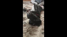 Just a cute Great Dane puppy munchin on her paw on the bed because she is bored.