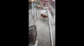 INDIAN DOG STANDING ON ROAD SIDE IN INDIA . ANIMAL LIFE .INDIAN STREET DOG