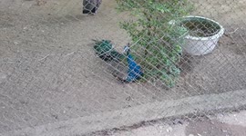 BEAUTIFUL PEACOCK AT NANDANKANAN PARK BHUBANESWAR ODISHA INDIA .