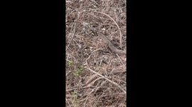 SNAKE ON GARDEN IN INDIA .SNAKE SLOW SLOW MOVE IN THE GARDEN