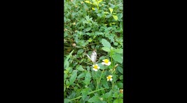 Butterfly collect honey in India . Butterfly Collecting honey from Flowers