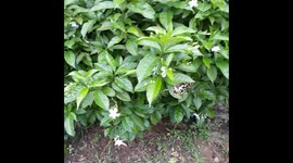 butterfly collecting honey in Odisha . beautiful butterfly collect honey my garden
