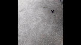 butterfly flaying on the floor  in India . flaying beautiful butterfly