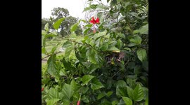 Two black &white Butterfly flying around the flowers in Odisha .